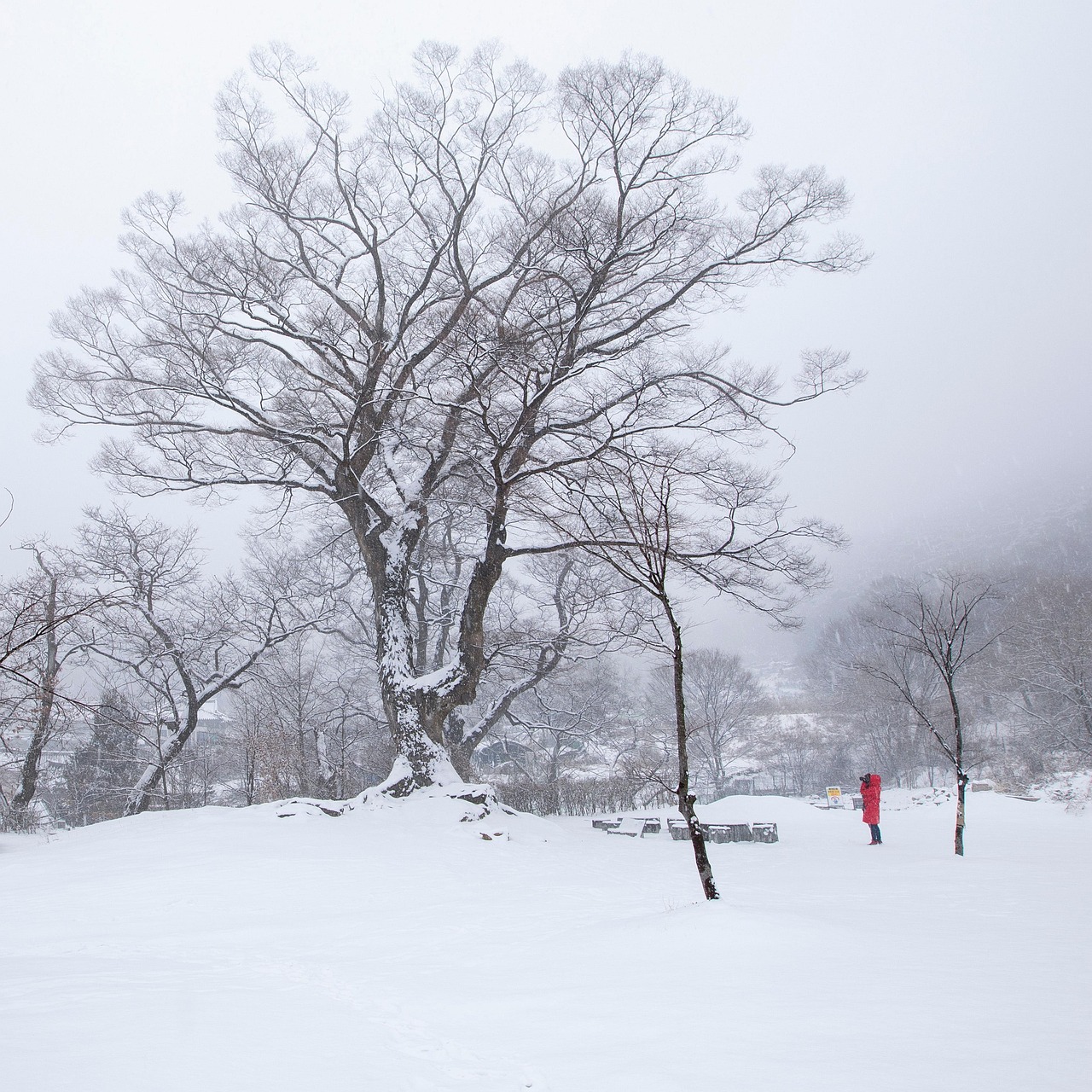 冬季 雪 寒冷的 - Pixabay上的免费照片