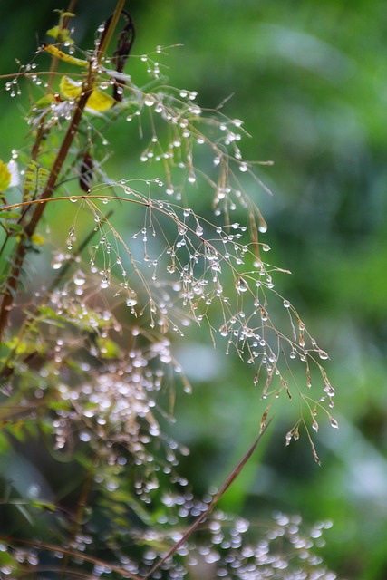 Free Allgäu Dewdrop photo and picture