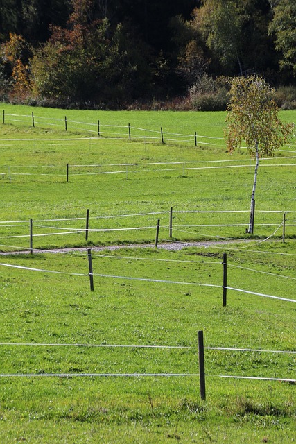 Free Meadow Valley photo and picture