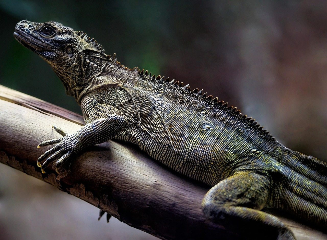 2 Free Soa Lizard Images Pixabay