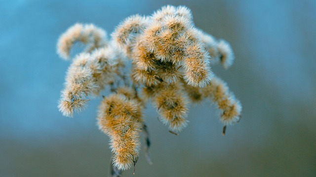 Free Plants Dried photo and picture