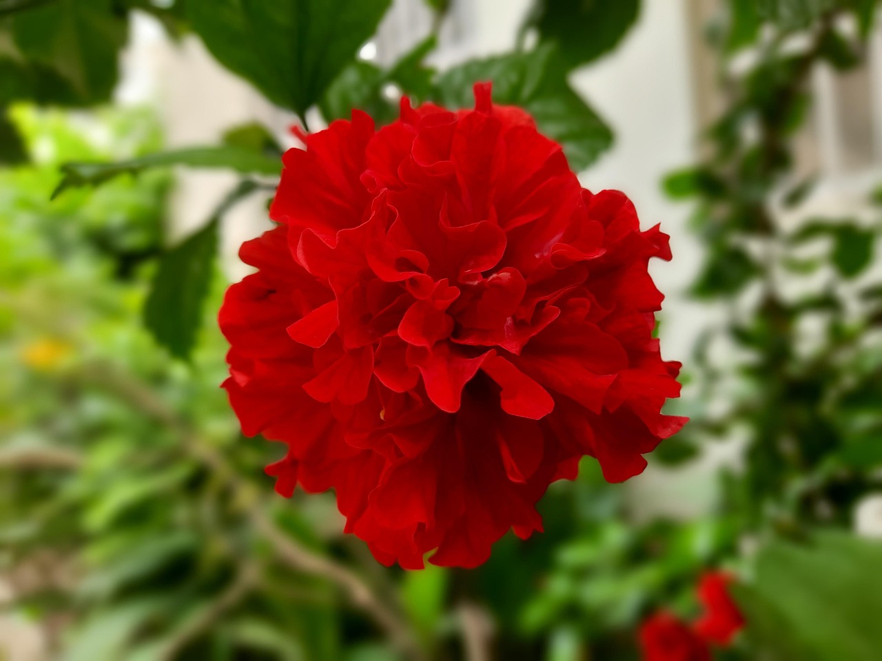 Fleur Rouge Belle - Photo gratuite sur Pixabay - Pixabay