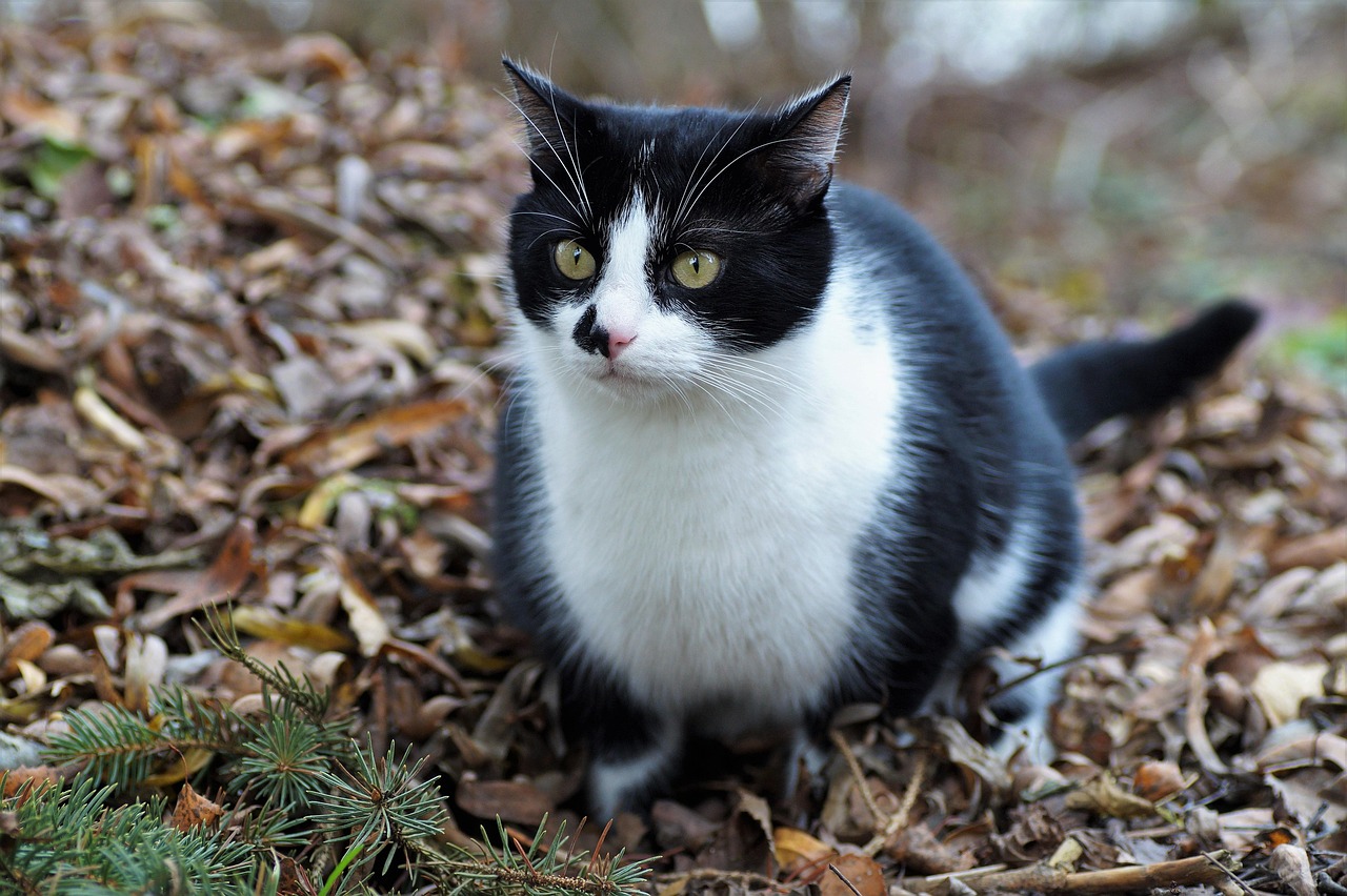 Plus de 100 images de User_Id:782511 Cat et de Animal - Pixabay