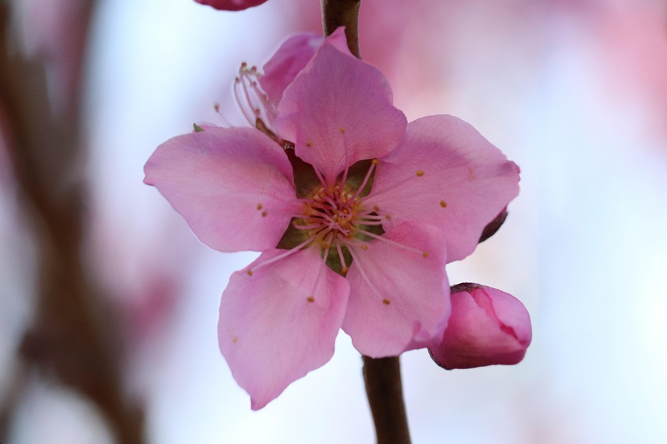 Beautiful Bloom Blooming - Free photo on Pixabay - Pixabay