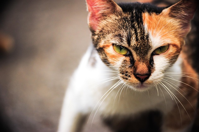 Free Cat Animal photo and picture