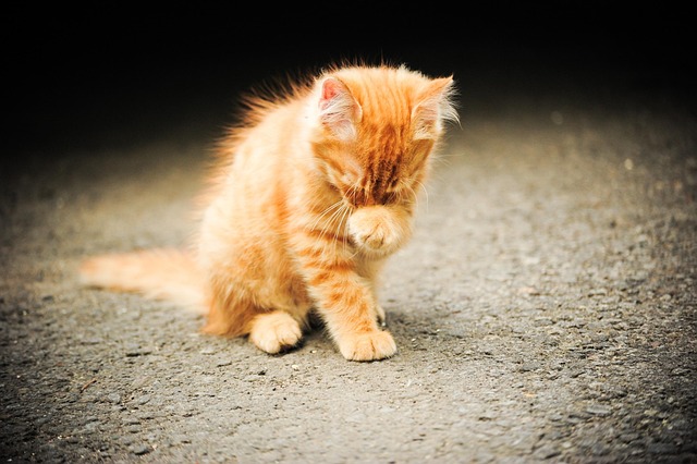 Free Cat Kitten photo and picture