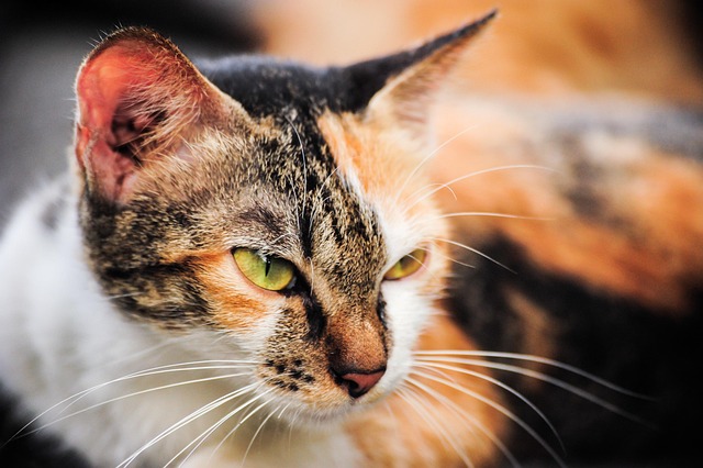 Free Cat Animal photo and picture