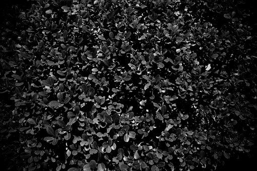 Free Texture Nature photo and picture