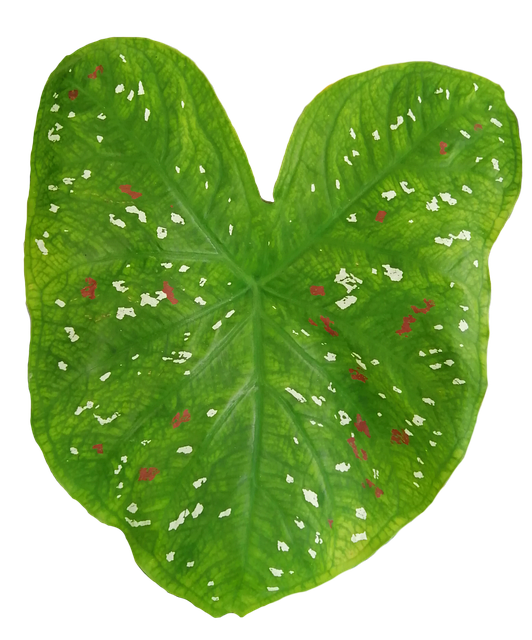 Free Leaf Green illustration and picture