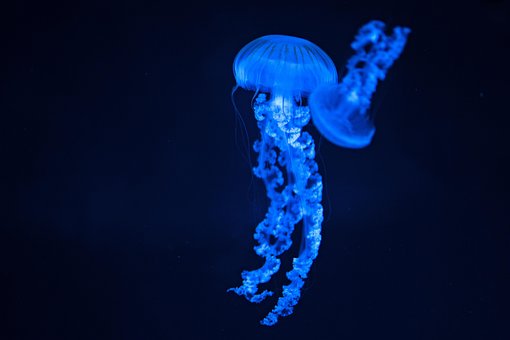 Medusa, Mar, Agua, Aquário, Vida