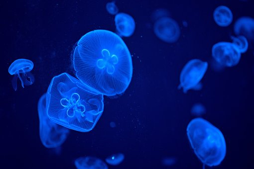 Medusa, Mar, Agua, Natureza, Aquário