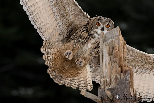 Free Owl Bird photo and picture