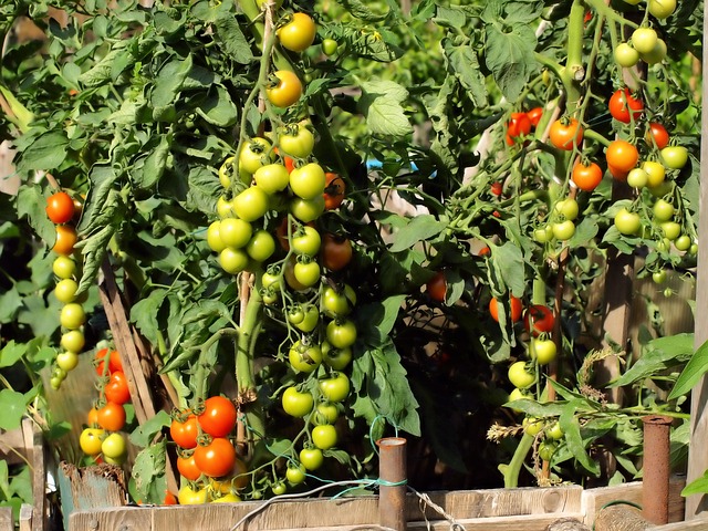 Free Tomatoes Plants photo and picture