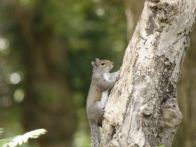 Free Squirrel Rodent photo and picture