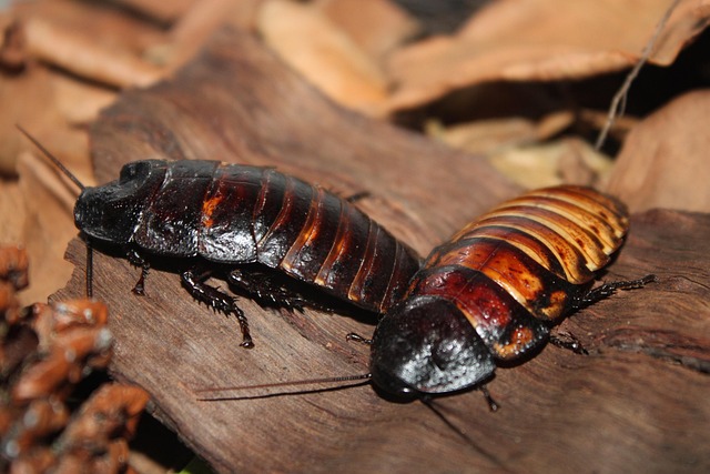 Free Cockroach Cockroach Madagaskar photo and picture