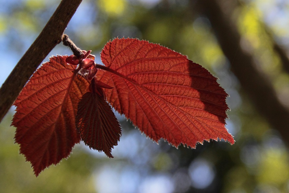 Löv Falla Blod Bok - Gratis foto på Pixabay