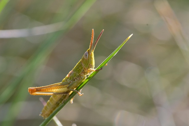 Free Insect Grasshopper photo and picture