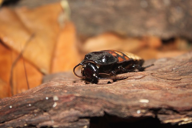 Free Cockroach Cockroach Madagaskar photo and picture