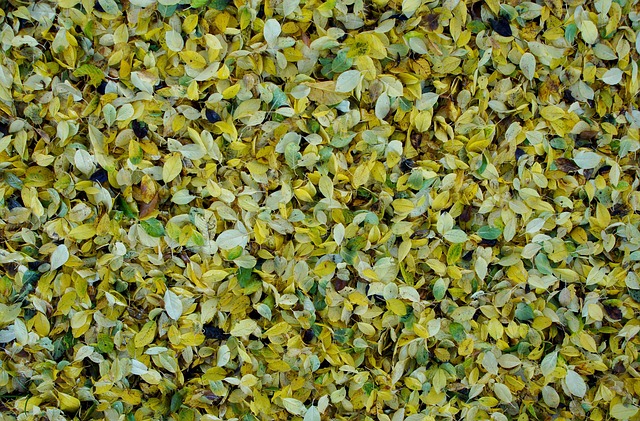 Blätter, Pflaumenblätter, Herbst, Textur