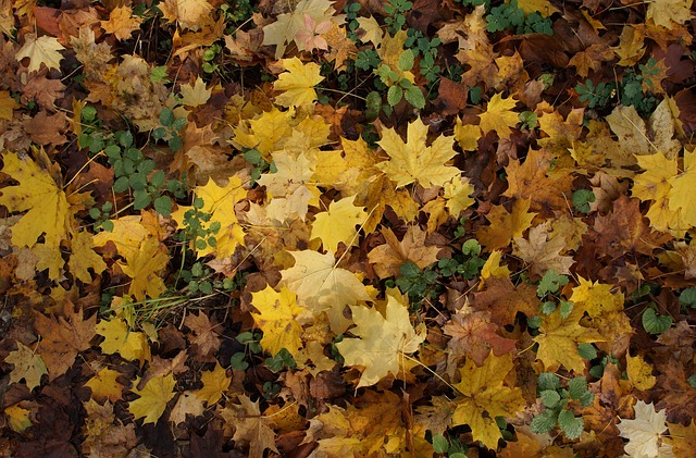 Blätter, Ahornblätter, Blätter Im Herbst