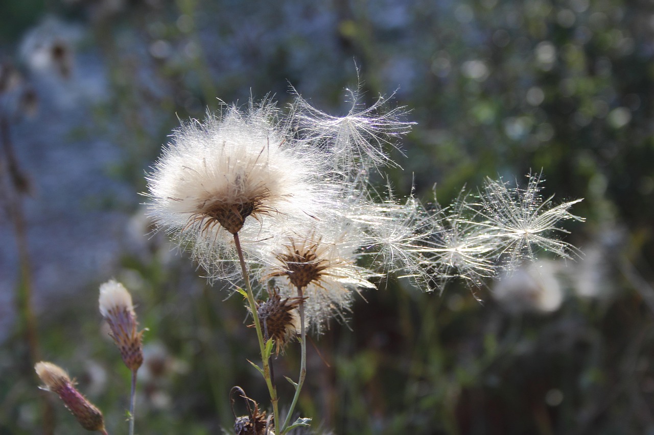 蓟 种子站 飞行的种子 - Pixabay上的免费照片 - Pixabay