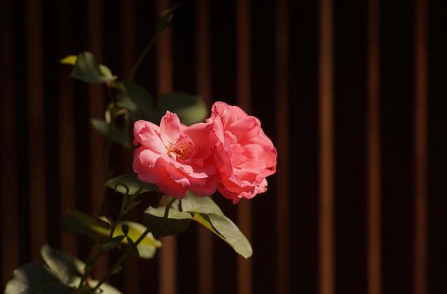 Blume, Rose, Rote Rose, Blütenblätter