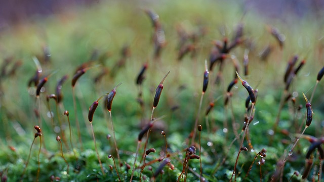 Free Forest Mushrooms photo and picture