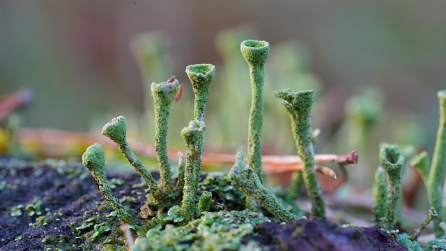 Free Macro Mushrooms photo and picture