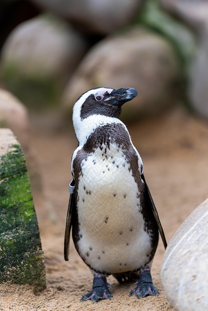 Pinguin, Vogel, Wilhelma, Natur, Zoo