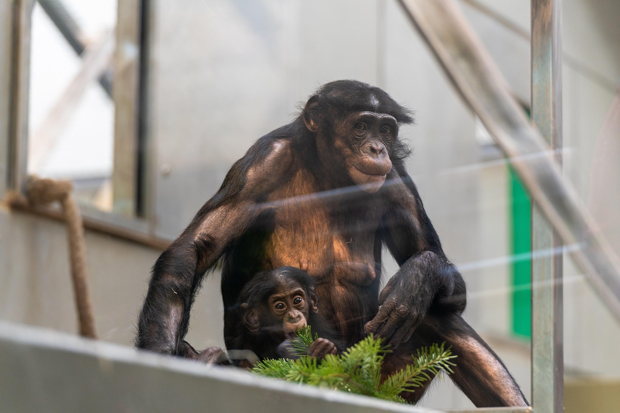 Monkeys - free online jigsaw puzzle photo