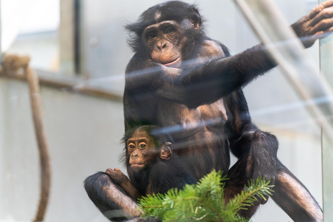 Monkeys - free online jigsaw puzzle photo