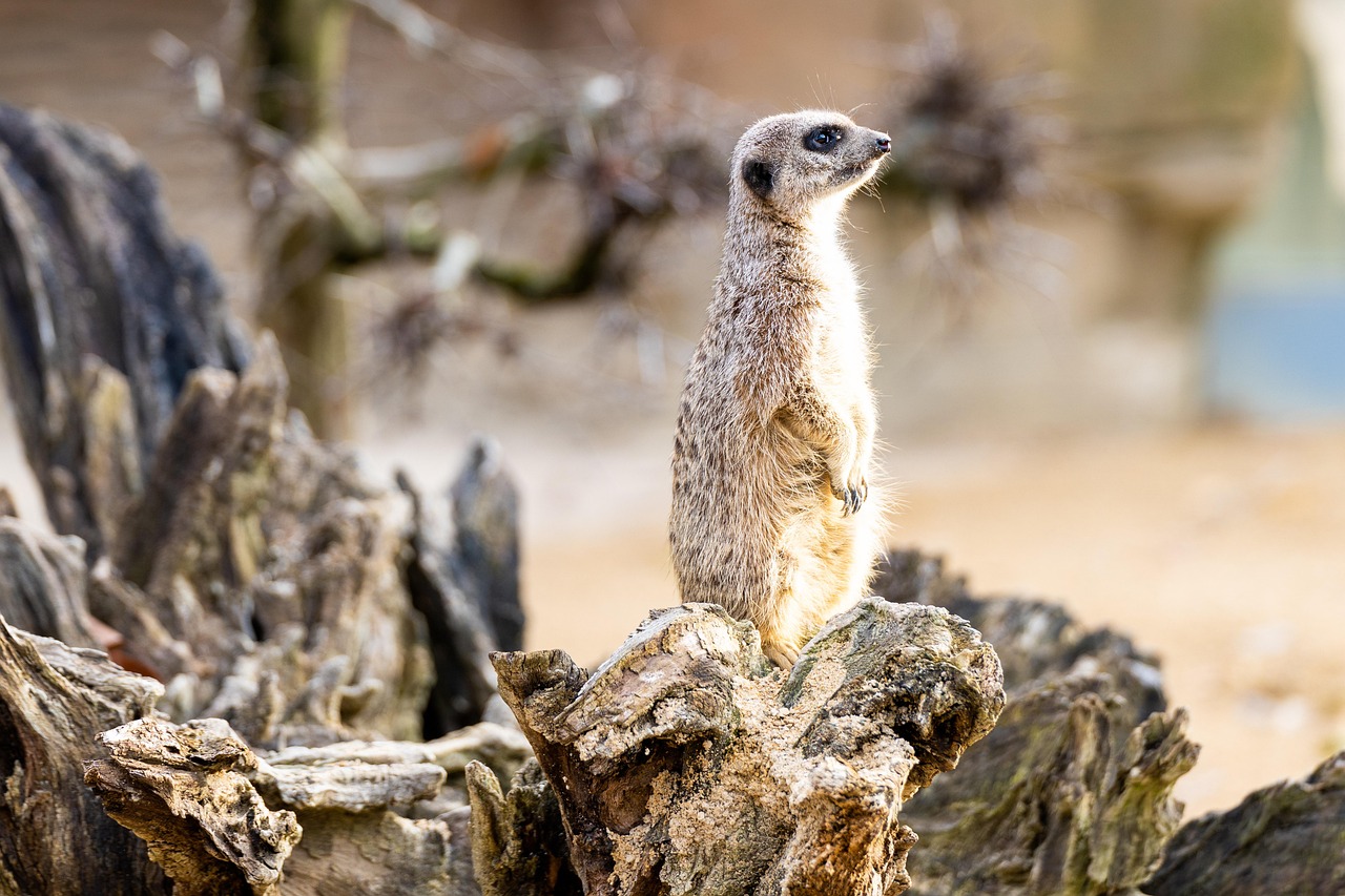  Foto zu 動物 哺乳類 ミーアキャット - Pixabayの無料写真 - Pixabay 