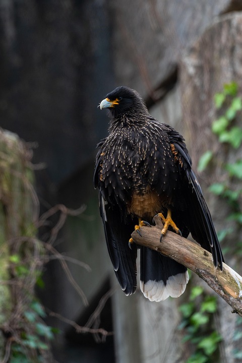 Eagle Example Eagle Bird Wildlife Park - Free photo on Pixabay