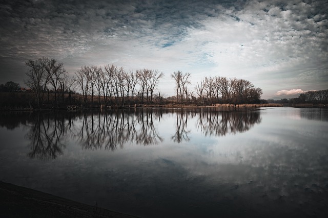 Free Trees Forest photo and picture
