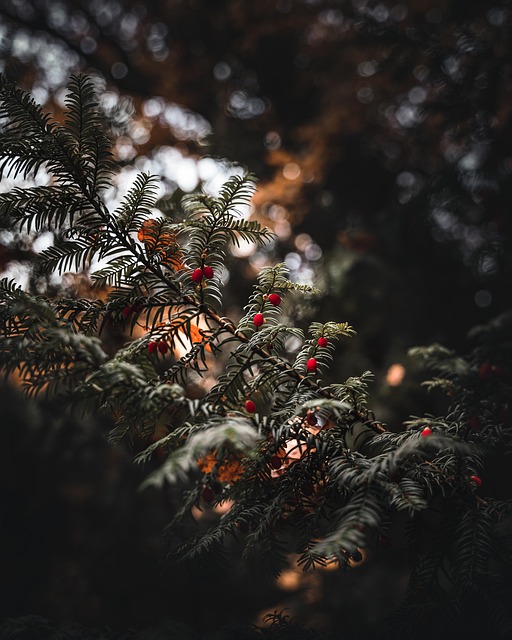 Free Plants Trees photo and picture