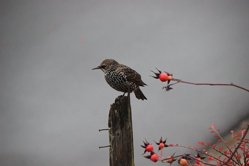 Free Bird Starling photo and picture