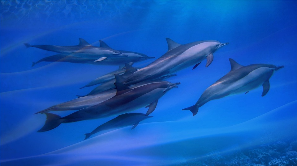 Dauphin Mer Océan - Photo gratuite sur Pixabay