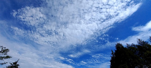Free Pretty Sky Forest photo and picture