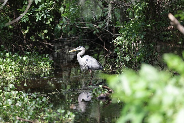 Vogel, Reiher, Vogelkunde, Spezies