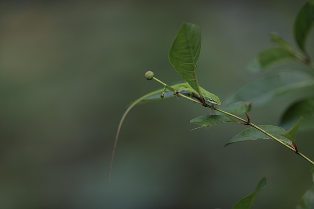 Grüne Anole, Florida Anole, Anolis