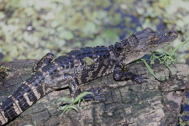 Alligator, Tierwelt, Baby