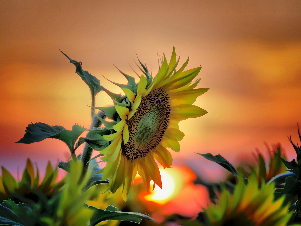girasol sol rojo