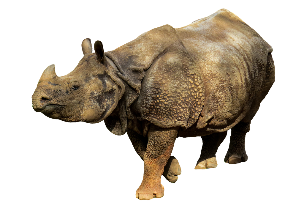 Animal Photography Rhino Africa - Free photo on Pixabay - Pixabay