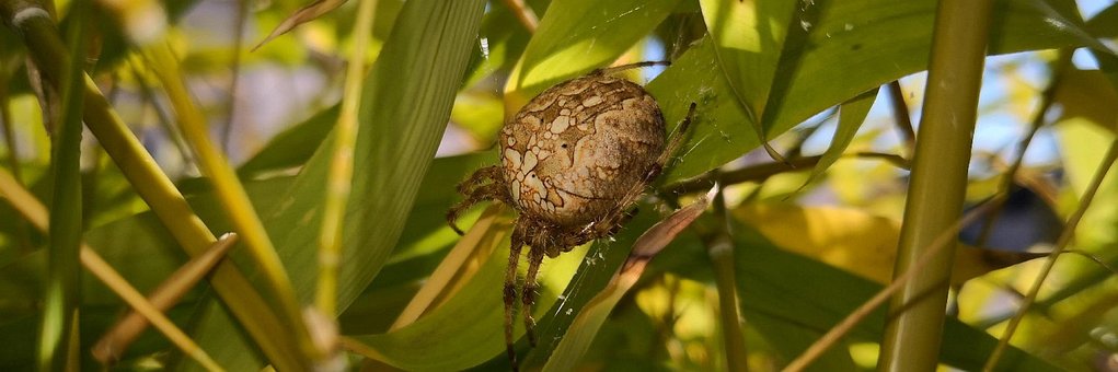 Aranha, Aracnídeo, Fechar-Se, Natureza