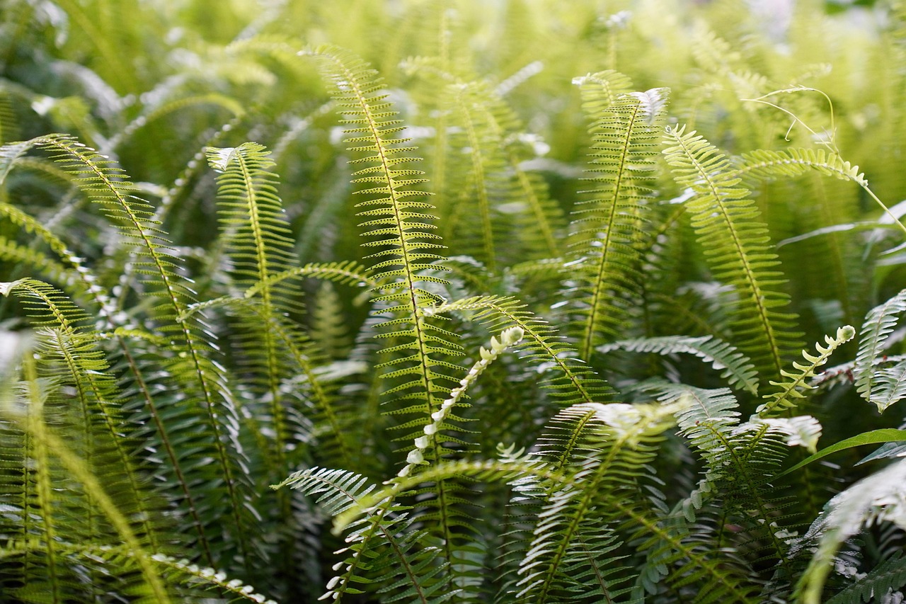 M s De 300 000 Im genes Gratis De Plantas Y Naturaleza Pixabay M s De 300 000 Im genes Gratis De Plantas Y Naturaleza Pixabay