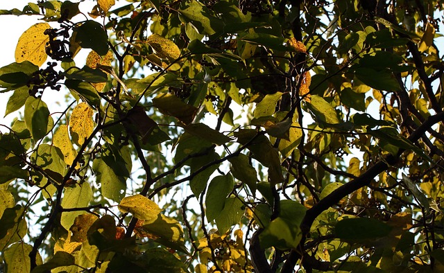 Arbre Japonais Aux Raisins - Photo gratuite sur Pixabay - Pixabay