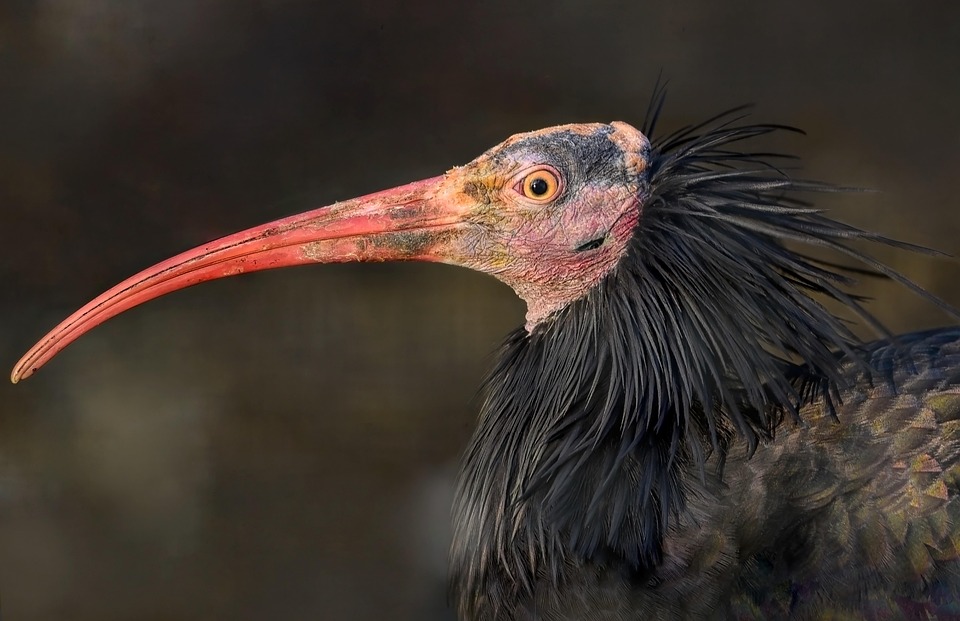 Ibis Chauve Du Nord Oiseau Animal Photo Gratuite Sur Pixabay Ibis Chauve Du Nord Oiseau Animal Photo Gratuite Sur Pixabay