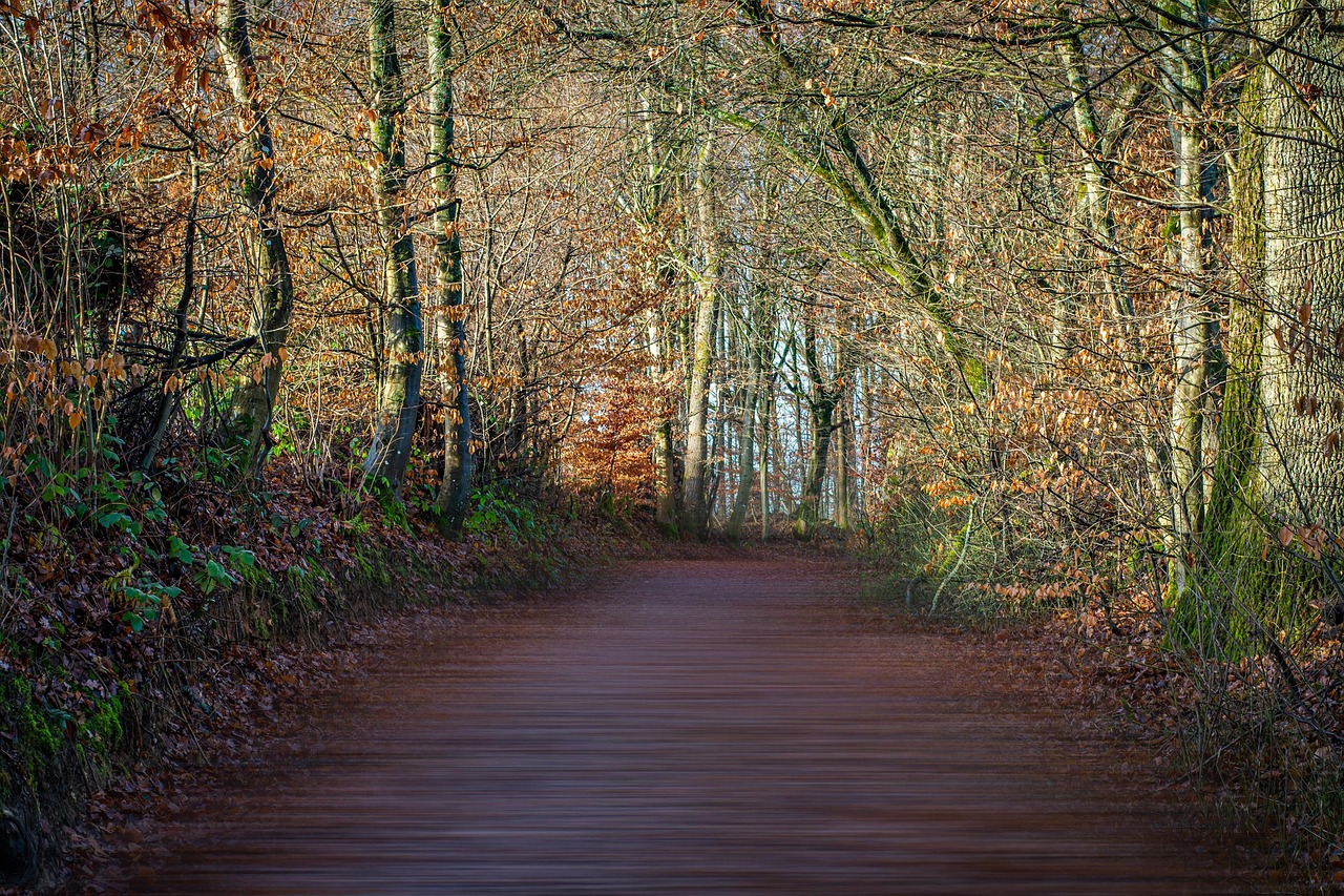 Sendero Naturaleza Paisaje - Foto gratis en Pixabay - Pixabay