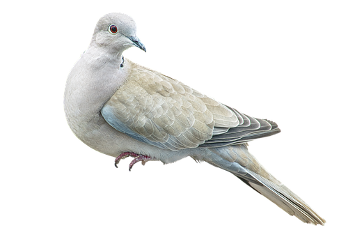 Free Taube Vogel photo and picture