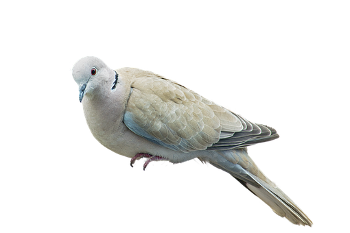 Free Taube Vogel photo and picture